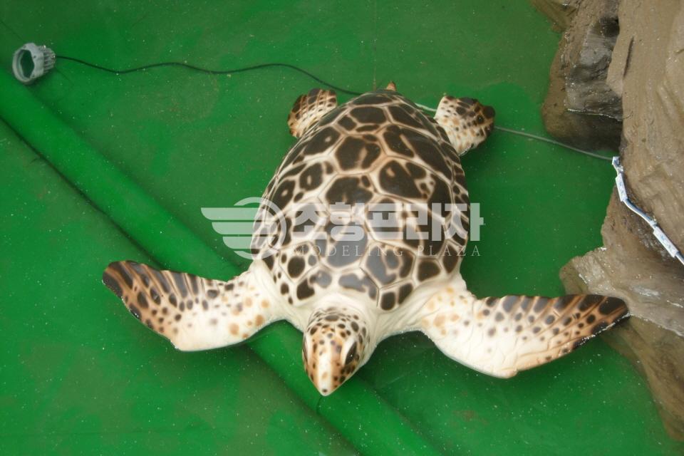 2000769928_zSDXhtEd_459c329cc4f4a14e18f6962eeba87c1faeba80ef.JPG 이미지크게보기